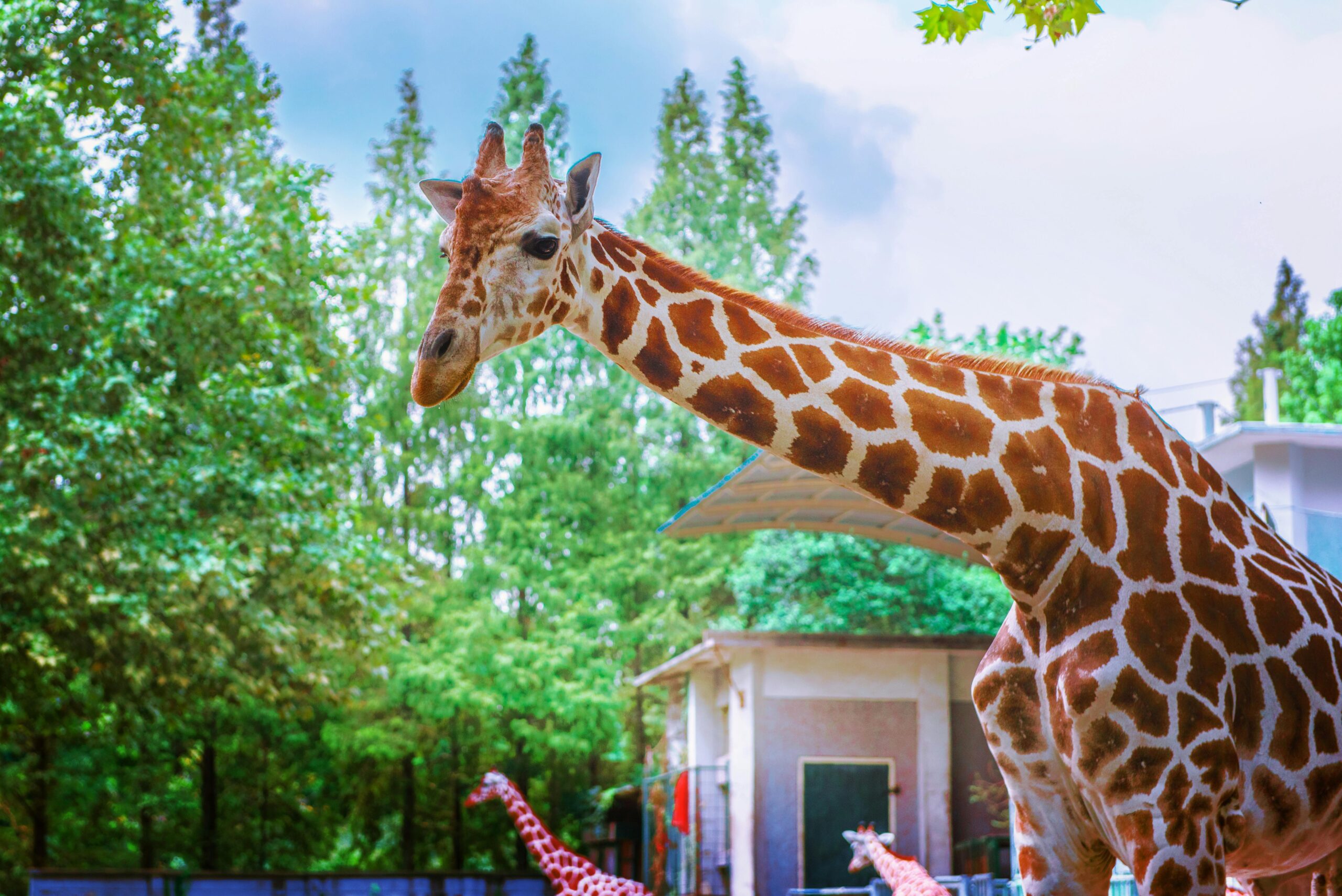 Buffalo Zoo